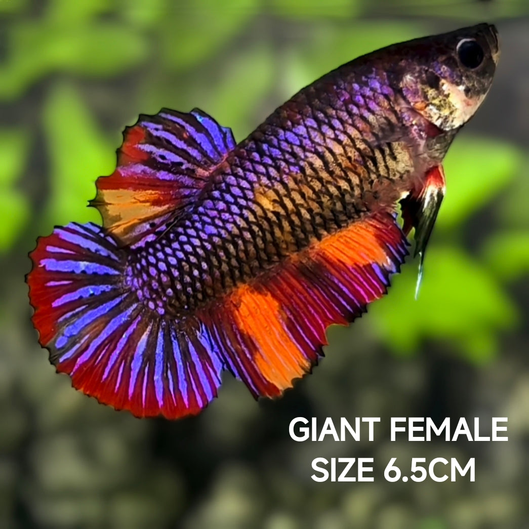 Multicolor Purple Candy JUMBO GIANT HMPK Betta Fish Female