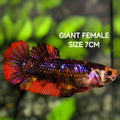 Multicolor Black Galaxy JUMBO GIANT HMPK Betta Fish Female