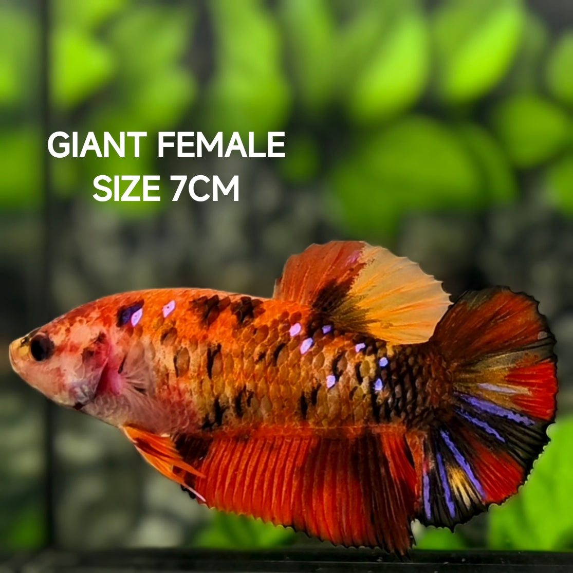 Multicolor Koi Tiger JUMBO GIANT HMPK Betta Fish Female