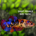 Multicolor Tiger Galaxy JUMBO GIANT HMPK Betta Fish Female