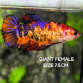 Multicolor Koi Purple Galaxy JUMBO GIANT HMPK Betta Fish Female