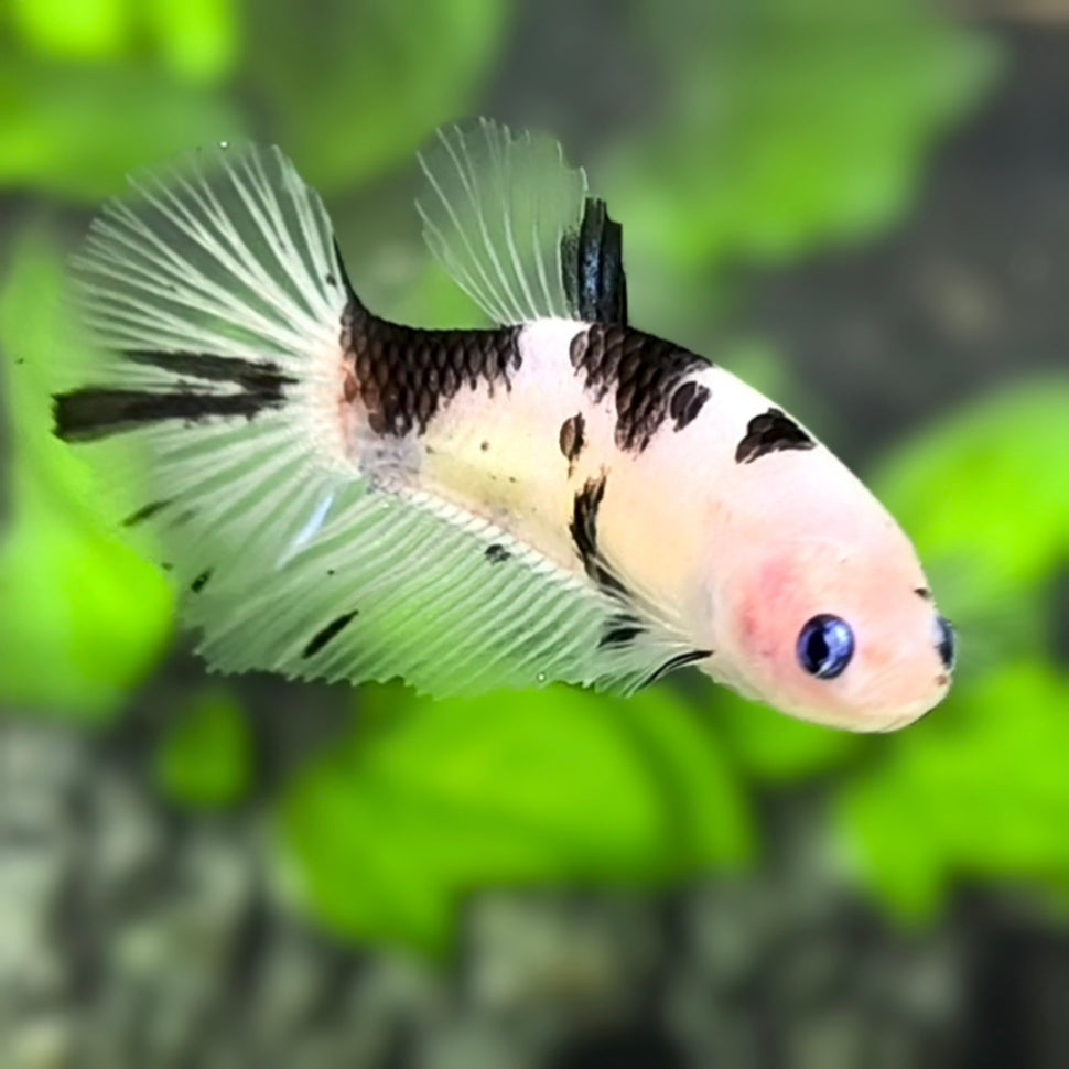 Black Koi Dalmation Halfmoon Betta Fish Female For Sorority / Breed