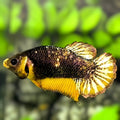 Yellow Fancy Copper HMPK Betta Fish Female For Sorority / Breed