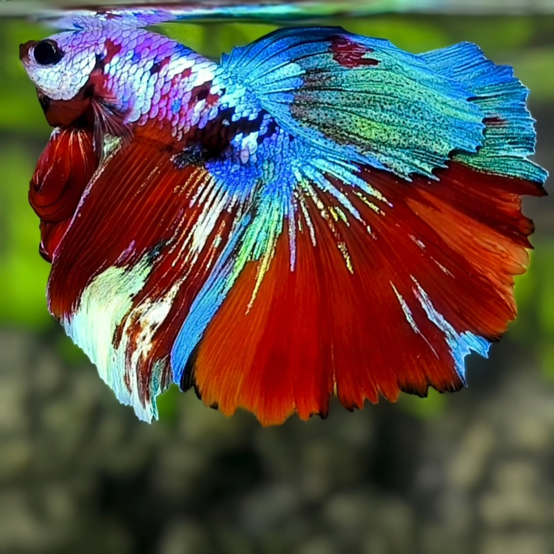 Multicolor Galaxy Halfmoon Betta Fish Male