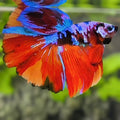 Multicolor Galaxy Halfmoon Betta Fish Male