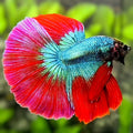 Turquoise Red Butterfly Halfmoon Betta Fish Male