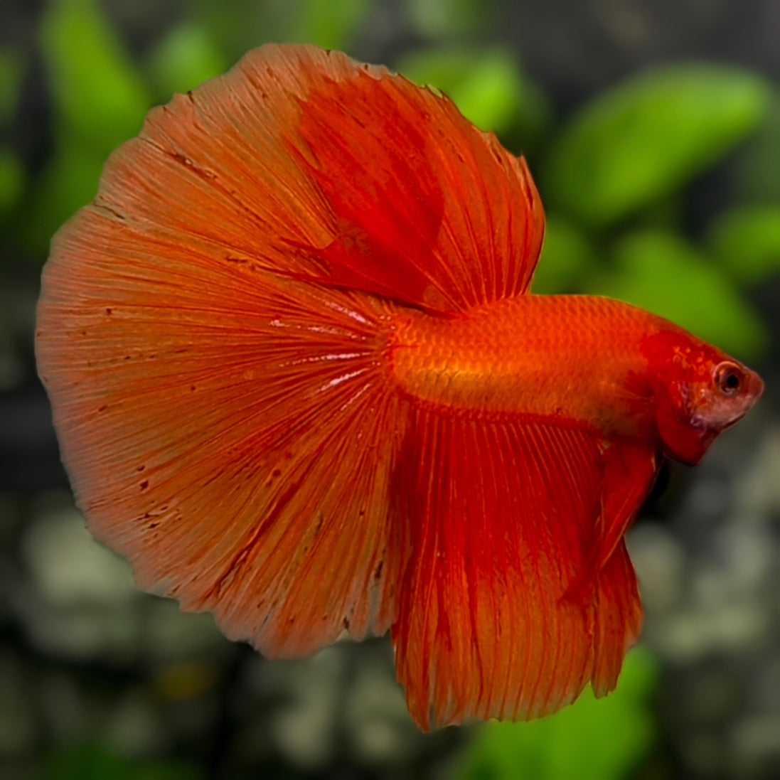 Solid Red Sunkist Halfmoon Betta Fish Male
