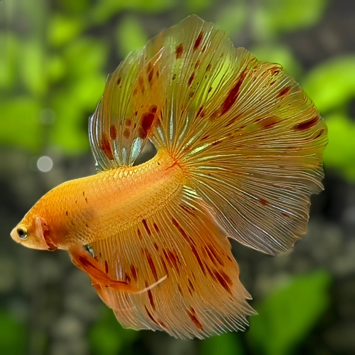 Orange Sunkist Armageddon Halfmoon Betta Fish Male