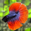 Purple Red Butterfly Halfmoon Betta Fish Male