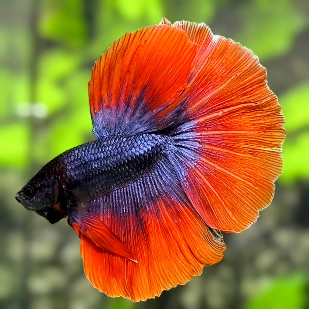 Purple Red Butterfly Halfmoon Betta Fish Male