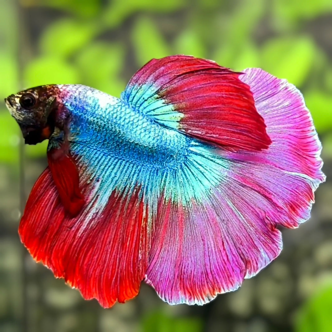 Turquoise Pink Red Butterfly Halfmoon Betta Fish Male
