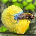 Yellow Fancy Halfmoon Betta Fish Male