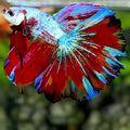 Multicolor Halfmoon Betta Fish Male