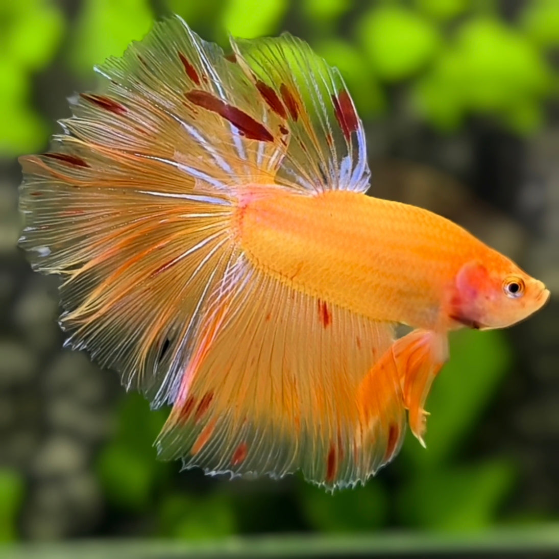 Orange Sunkist Armageddon Halfmoon Betta Fish Male