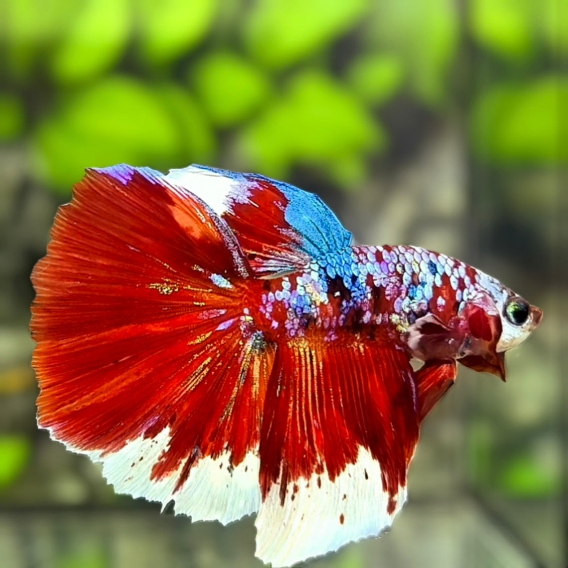 Multicolor Red Galaxy Halfmoon Betta Fish Male