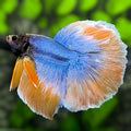 Orange Blue Butterfly Halfmoon Betta Fish Male