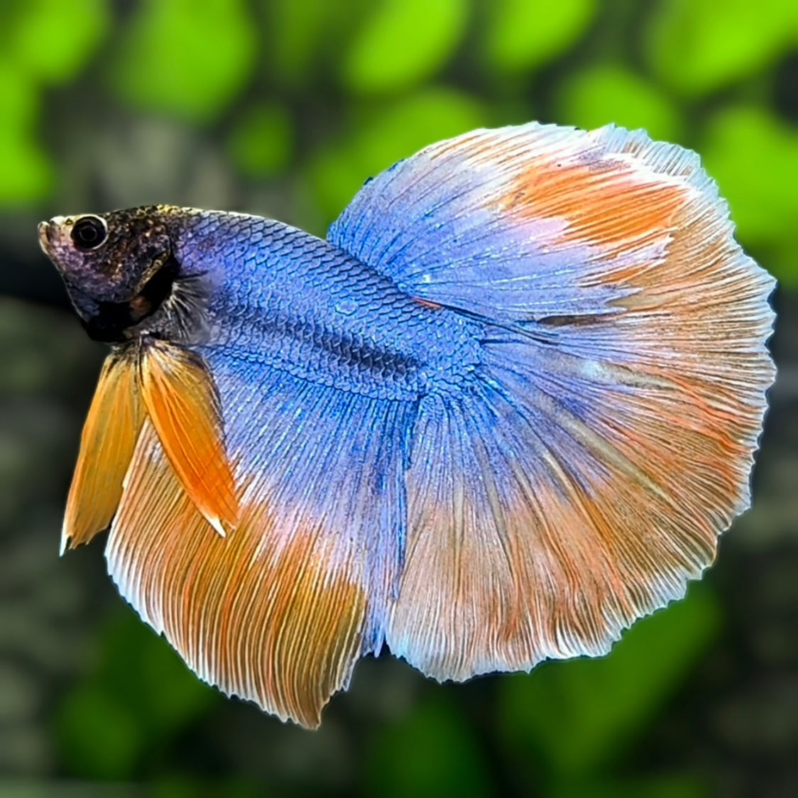 Orange Blue Butterfly Halfmoon Betta Fish Male