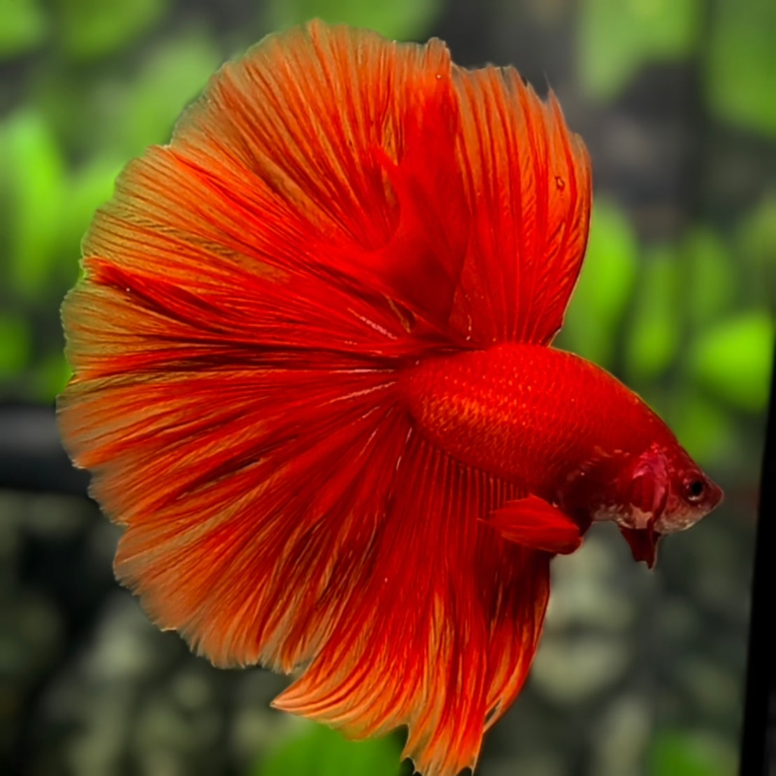 Solid Super Red Halfmoon Betta Fish Male