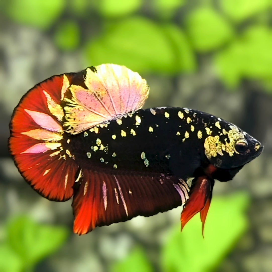 Avatar Blackstar Gold Copper Red Vampire HMPK Betta Fish Male