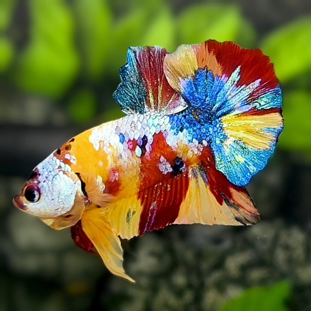 Yellowbase Multicolor Galaxy Over HMPK Betta Fish Male