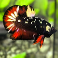 Avatar Blackstar Gold Copper Red Vampire HMPK Betta Fish Male