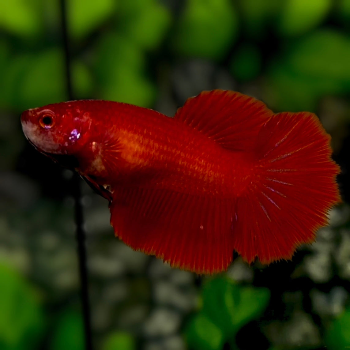 Solid Super Red Halfmoon Betta Fish Female For Sorority / Breed