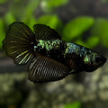 Avatar Blackstar Green Halfmoon Betta Fish Female For Sorority / Breed