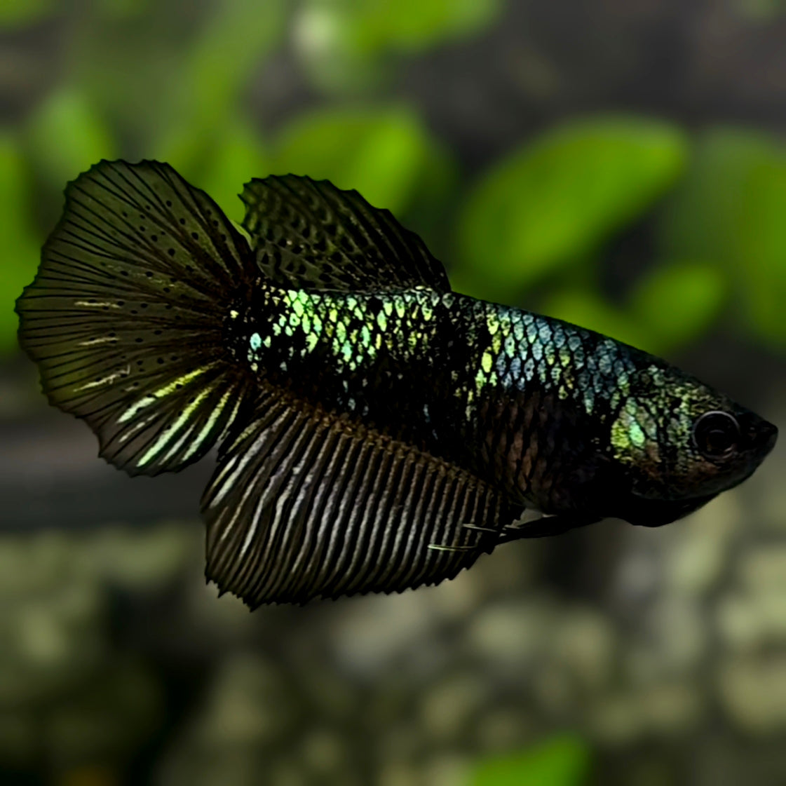 Avatar Blackstar Green Halfmoon Betta Fish Female For Sorority / Breed