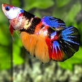 Multicolor Galaxy Halfmoon Betta Fish Female For Sorority / Breed