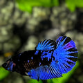 Avatar Blackstar Blue Halfmoon Betta Fish Female For Sorority / Breed