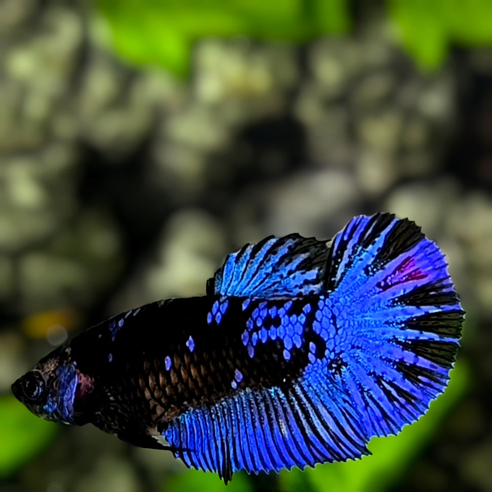 Avatar Blackstar Blue Halfmoon Betta Fish Female For Sorority / Breed