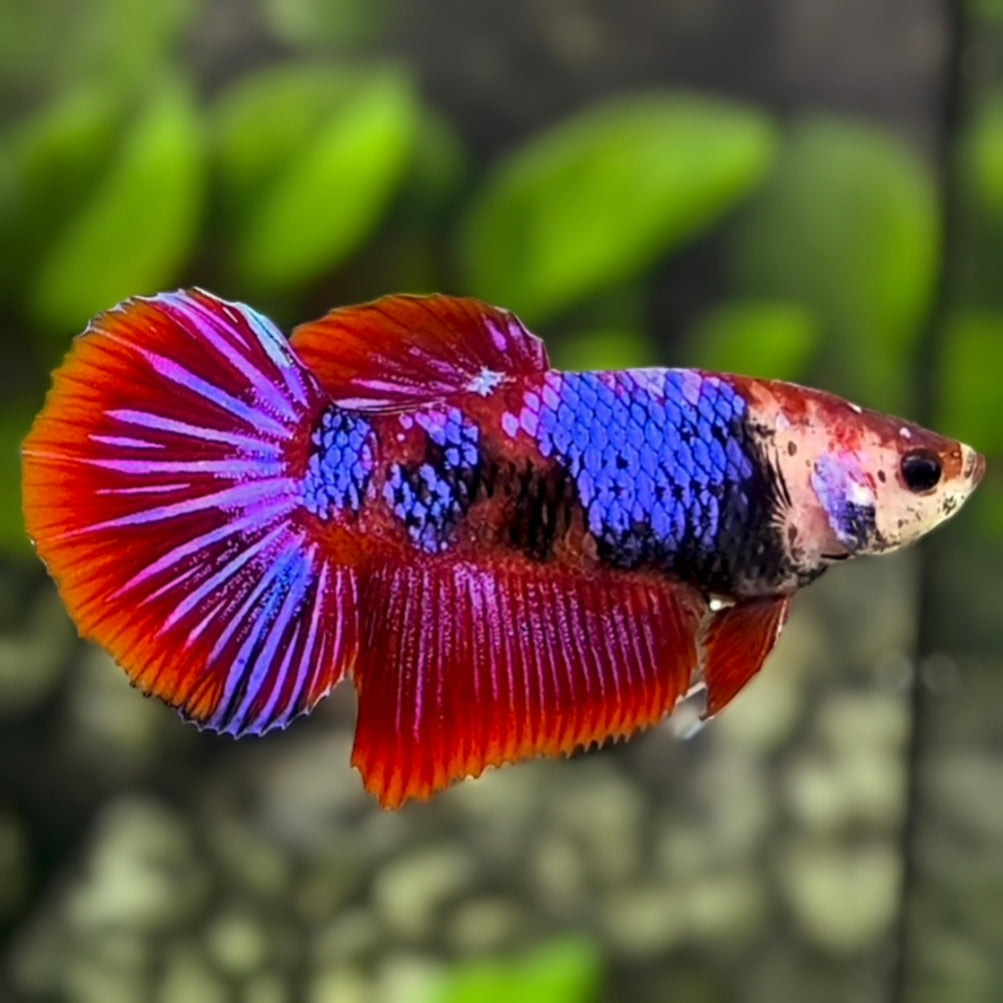 Red Purple Koi Galaxy Halfmoon Betta Fish Female For Sorority / Breed