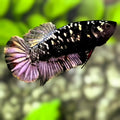 Avatar Copper Purple Gold HMPK Betta Fish Female For Sorority / Breed