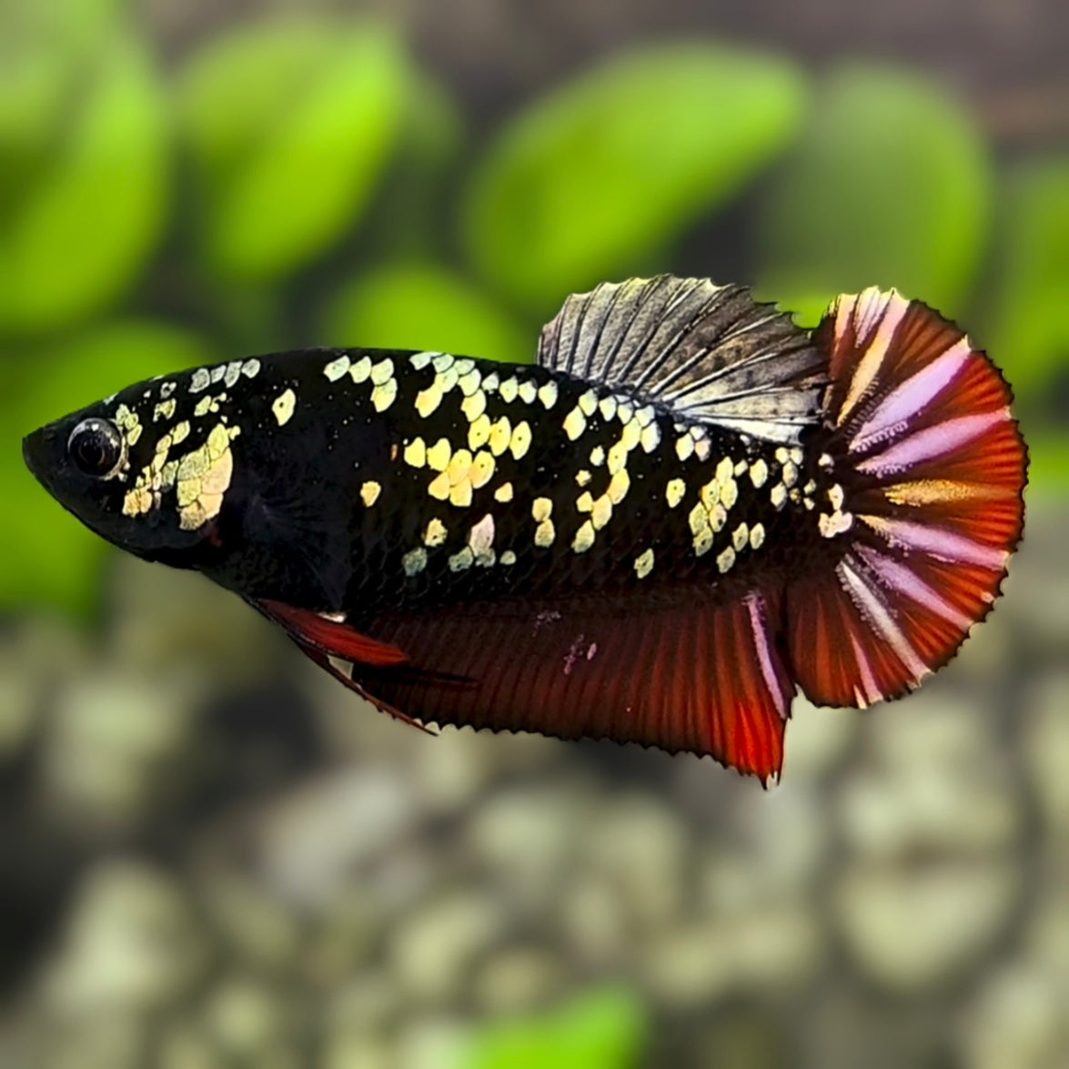 Avatar Copper Red Gold HMPK Betta Fish Female For Sorority / Breed