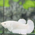 Solid Platinum White HMPK Betta Fish Female For Sorority / Breed #01
