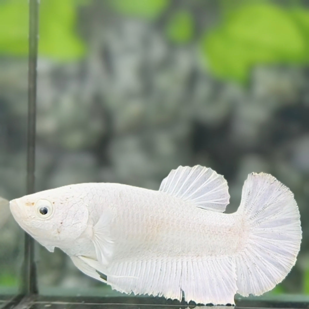 Solid Platinum White HMPK Betta Fish Female For Sorority / Breed #01