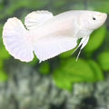 Solid Platinum White HMPK Betta Fish Female For Sorority / Breed #02