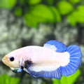 Blue Rim Butterfly HMPK Betta Fish Female For Sorority / Breed