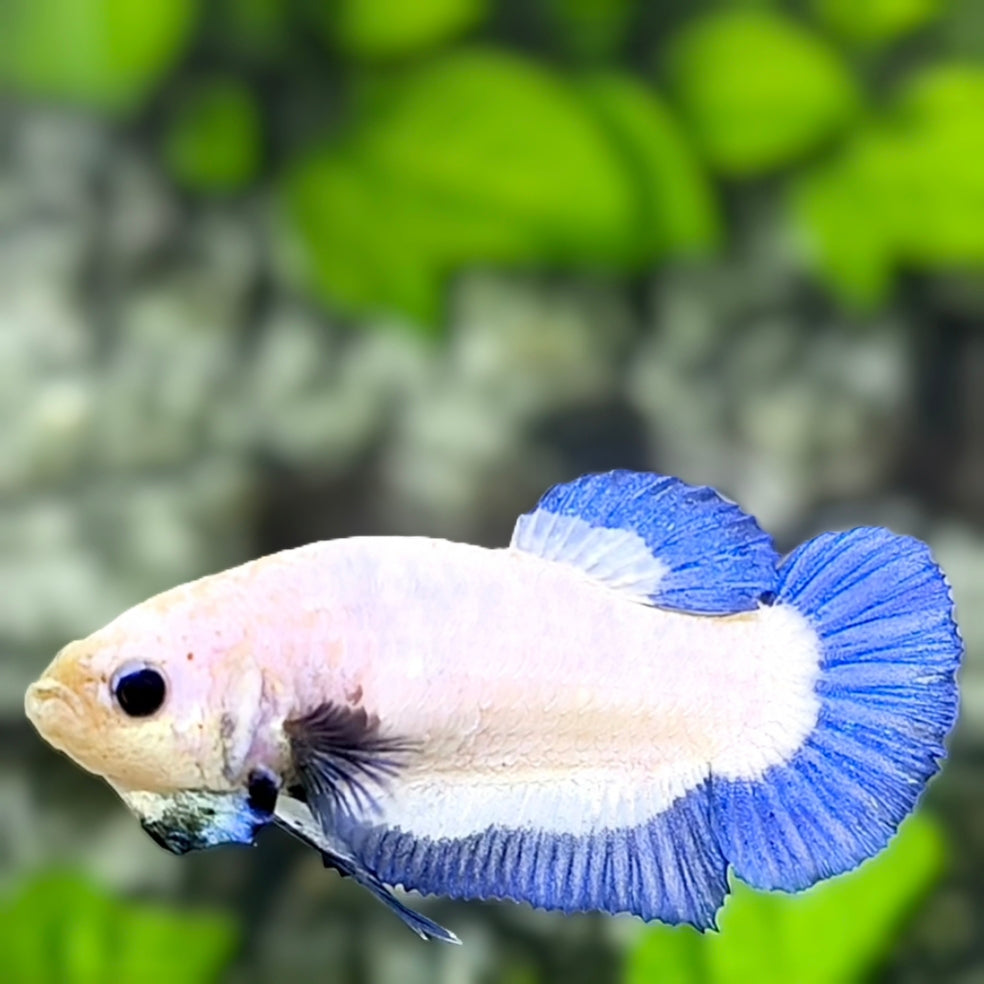 Blue Rim Butterfly HMPK Betta Fish Female For Sorority / Breed