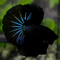 Black Orchid Startail Over Halfmoon Betta Fish Male