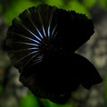 Black Orchid Startail Halfmoon Betta Fish Male