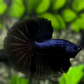 Black Melano Halfmoon Betta Fish Male #3