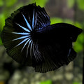 Black Orchid Startail Over Halfmoon Betta Fish Male