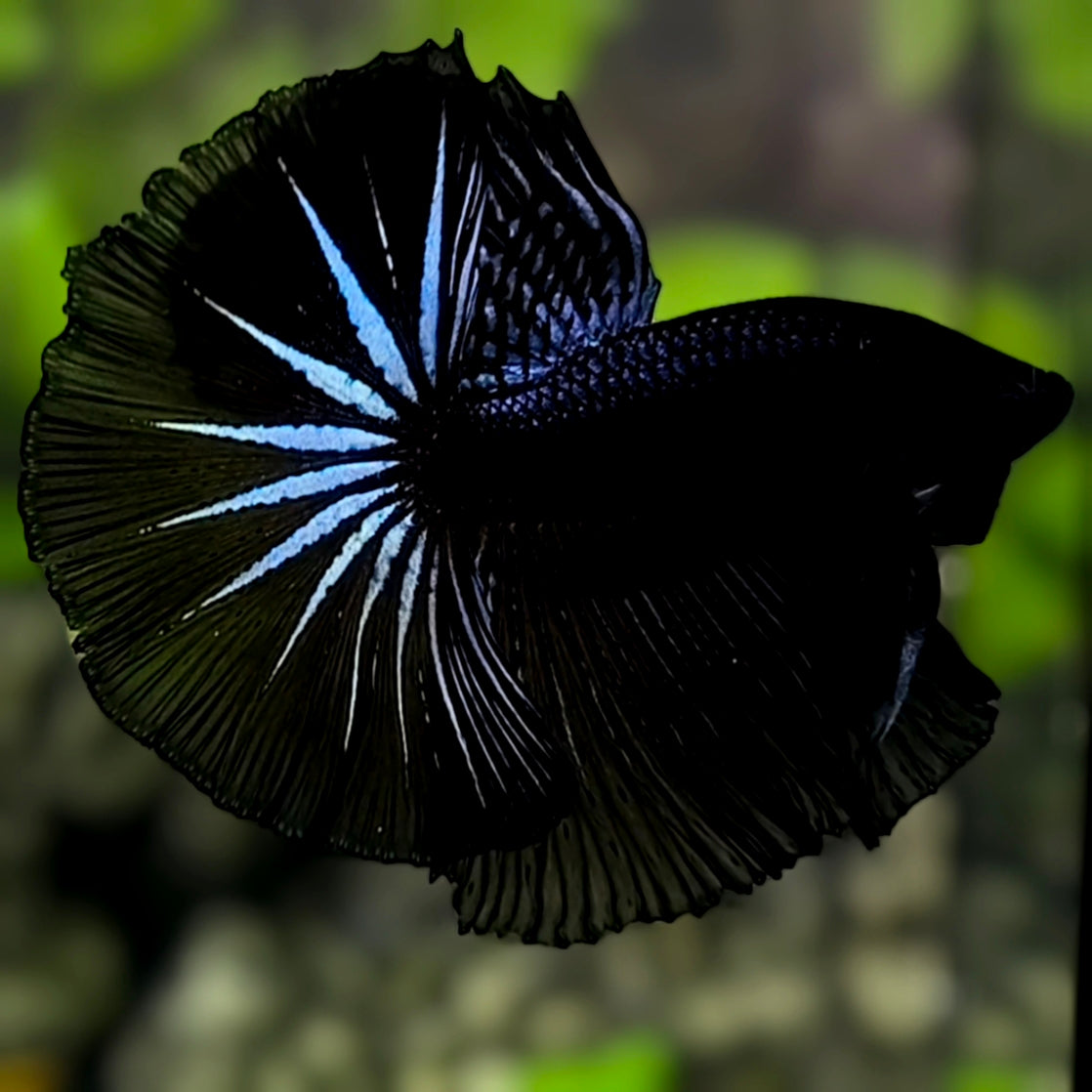 Black Orchid Startail Over Halfmoon Betta Fish Male