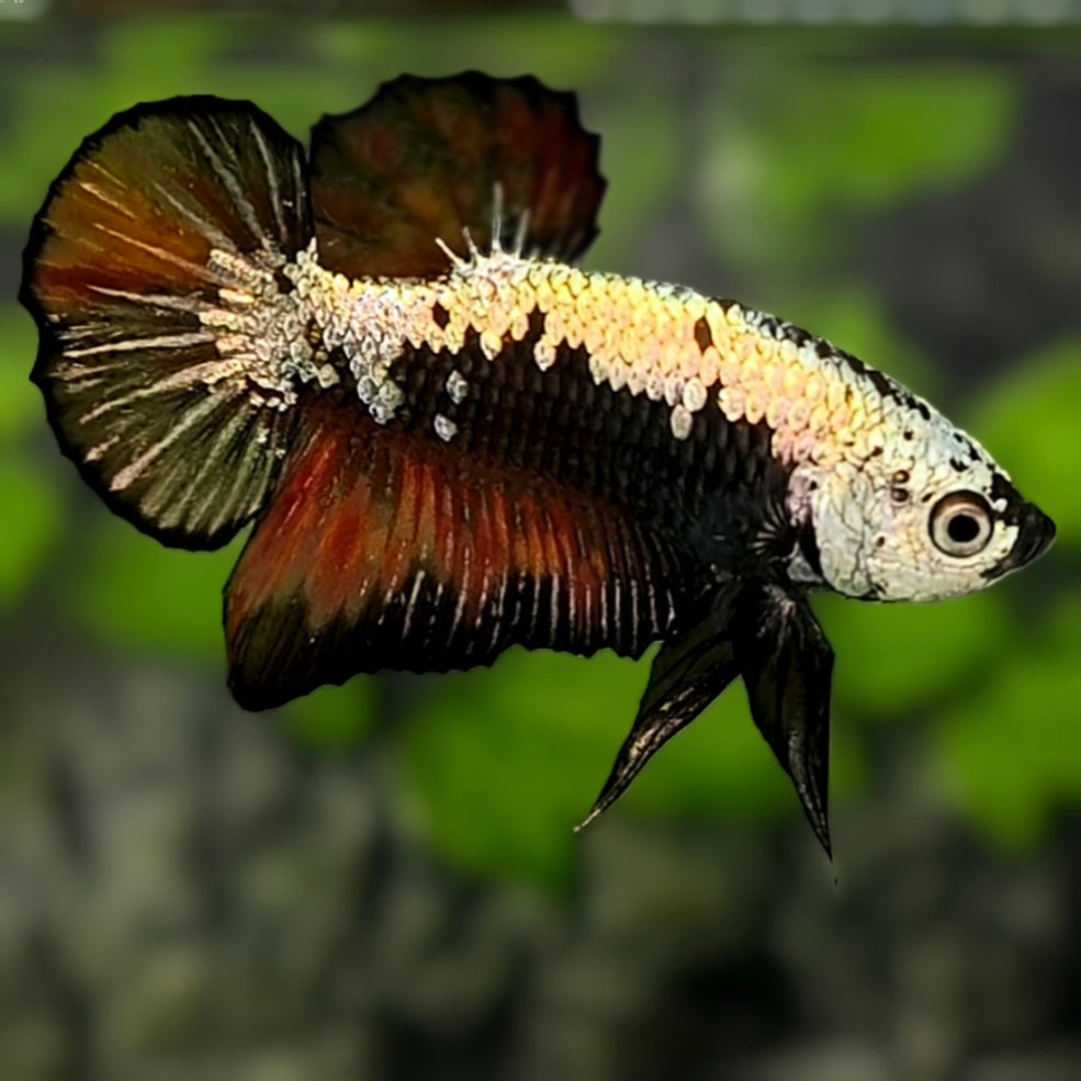 Black Variation Samurai HMPK Betta Fish Male