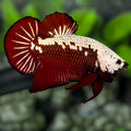 Red Samurai Startail HMPK Betta Fish Male