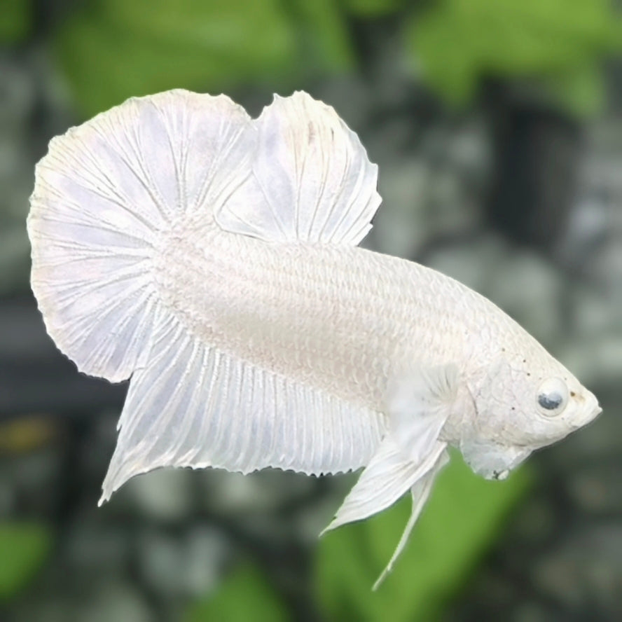 Solid Platinum White HMPK Betta Fish Male #02