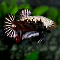 Black Samurai Startail HMPK Betta Fish Male