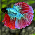 Blackhead Turquoise Red Pink Halfmoon Betta Fish Male