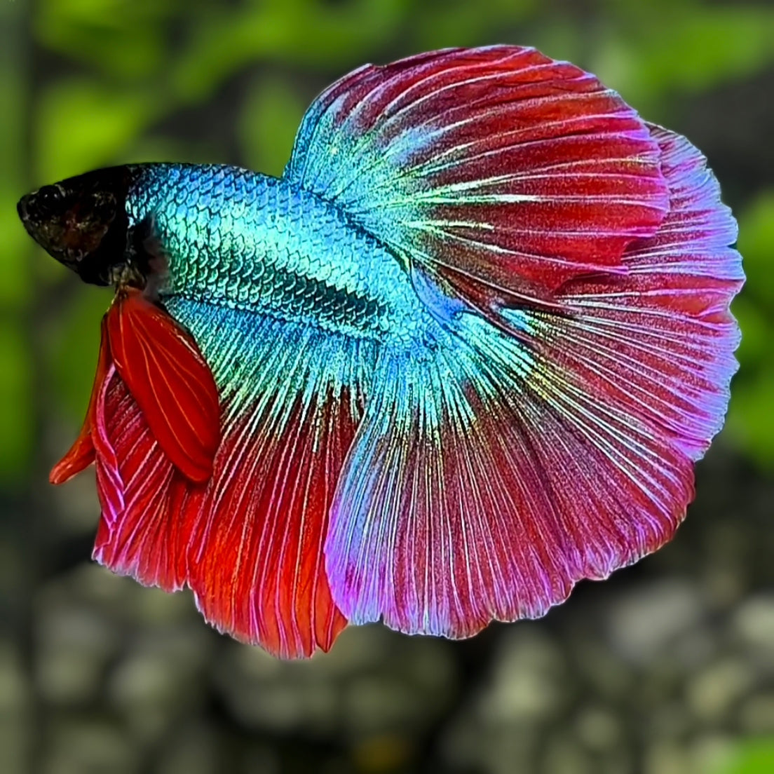 Blackhead Turquoise Red Pink Halfmoon Betta Fish Male